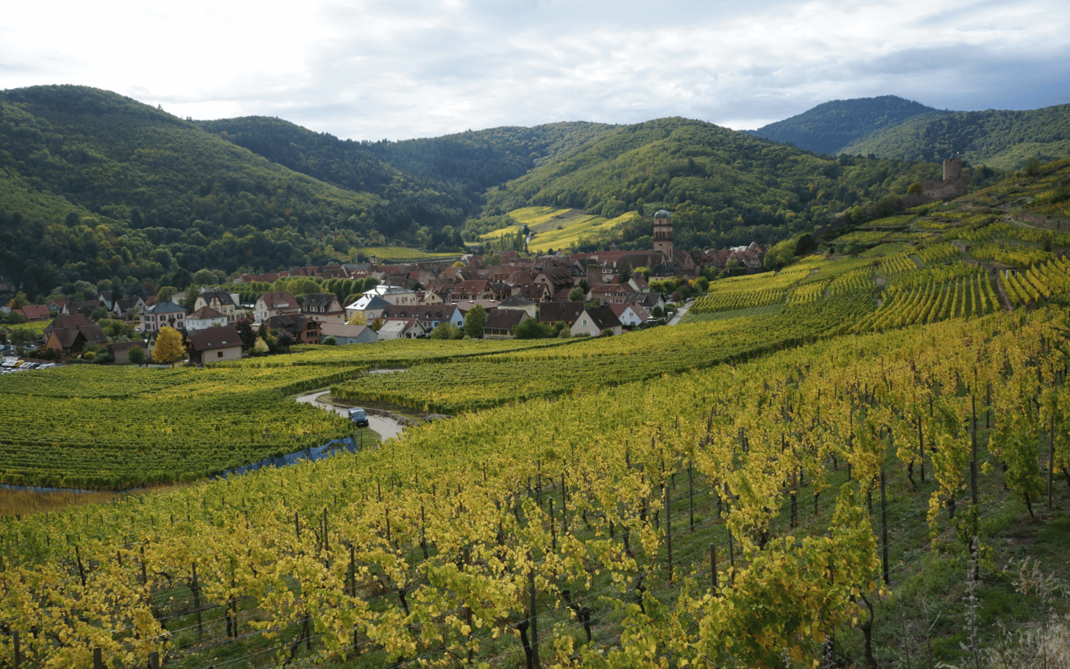 ALSACE RIESLING Vignoble