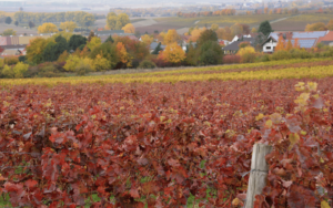 Beaujolais vignobles