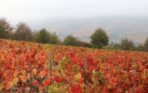 Beaujolais Nouveau vignobles