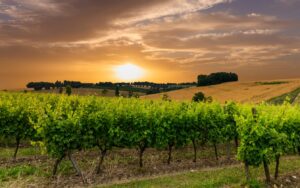 ALOXE-CORTON Vignobles