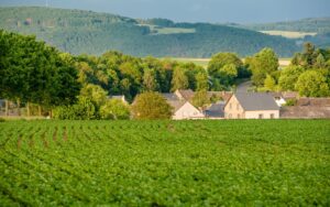 AUXEY-DURESSES Vignobles