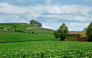 Bâtard-Montrachet Vignobles