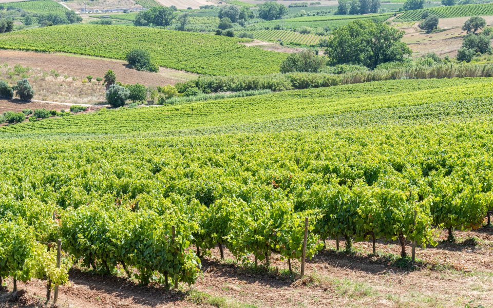 Bienvenue Batard-Montrachet Vignobles