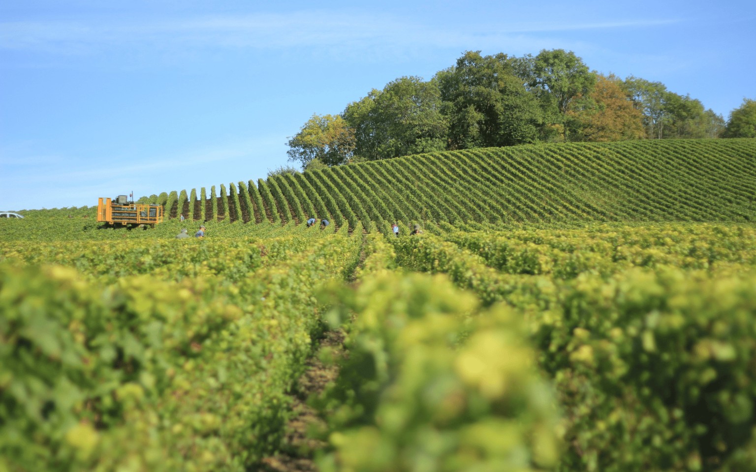 Bourgogne Chitry vignobles