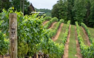 COTES DE BOURG vignobles