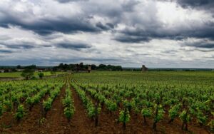 COTES DE CASTILLON vignobles