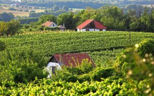 GRAVES DE VAYRES Vignobles