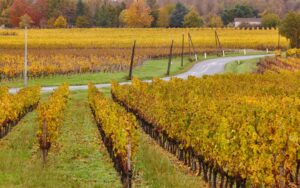 MONTAGNE SAINT-EMILION Vignobles