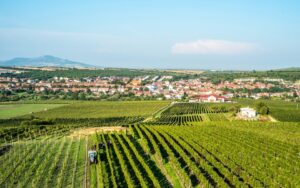 PAUILLAC Vignobles