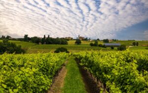 PREMIERES CÔTES DE BORDEAUX Vignobles