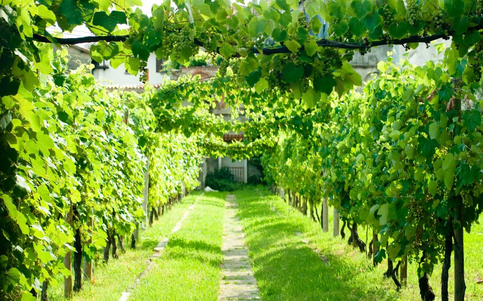 Vignoble Bourgogne Passetoutgrain