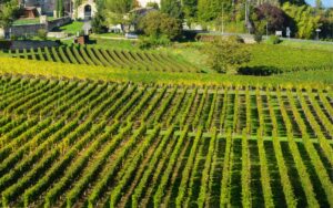 Vignoble CHABLIS