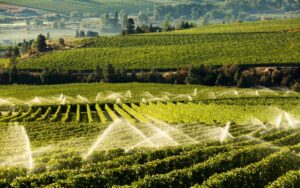 Vignoble CHAMBERTIN