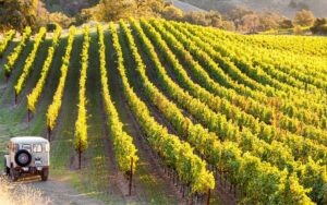Vignobles Charmes-Chambertin