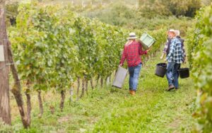 Vignobles Chorey-Les-Beaune