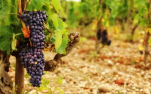 Vignobles Clos de la Roche