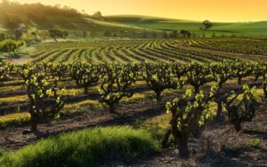 Vignobles de BOURGOGNE ALIGOTE