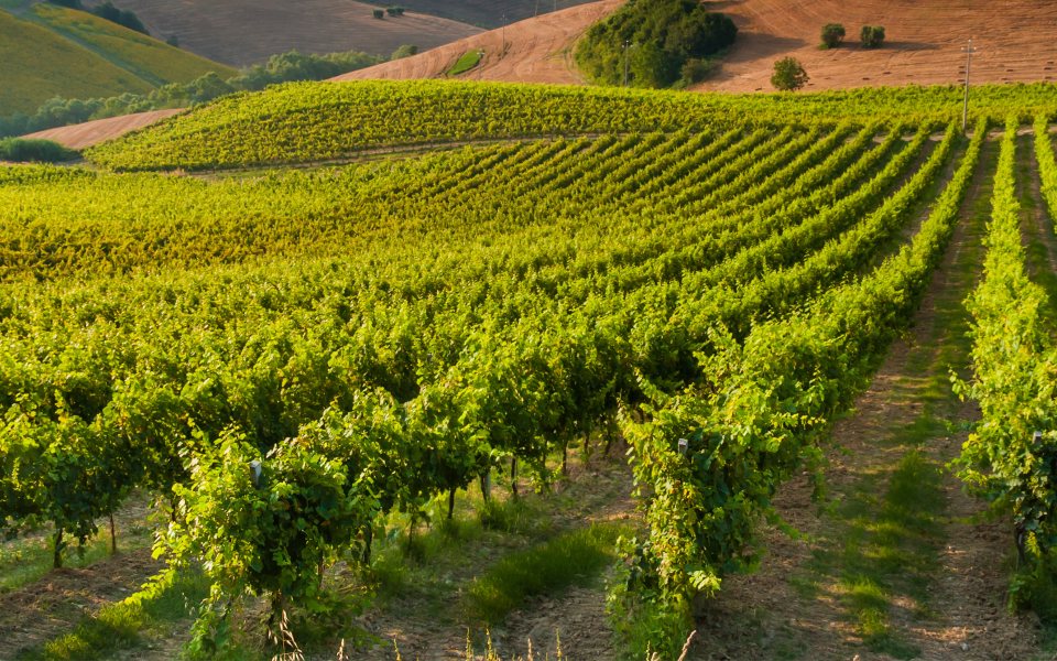 Vignobles de Bourgogne Epineuil