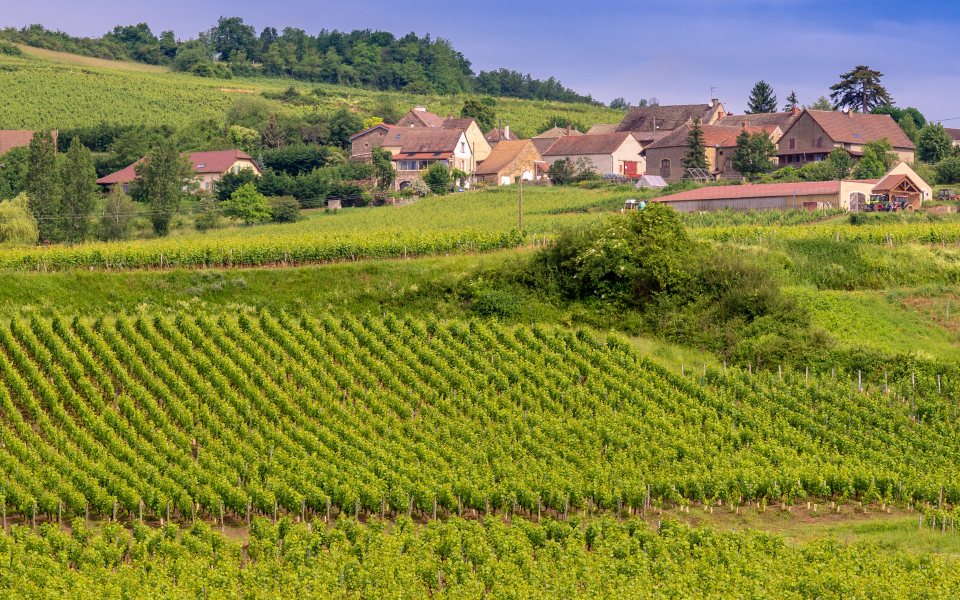 Vignobles de Bourgogne Grand Ordinaire