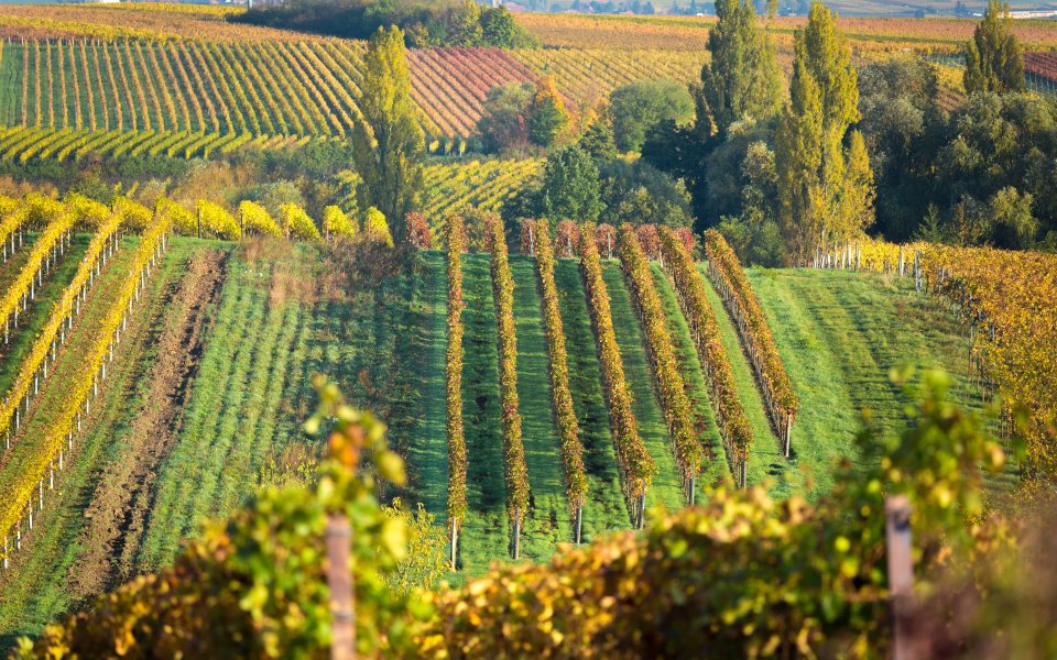 Vignobles de Bourgogne Hautes-Côtes de Beaune