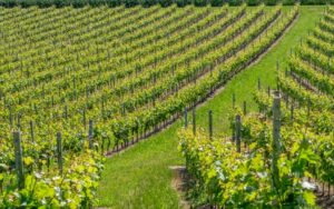 Vignobles de Bourgogne La Chapelle Notre-Dame