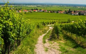 vignoble GEVREY-CHAMBERTIN