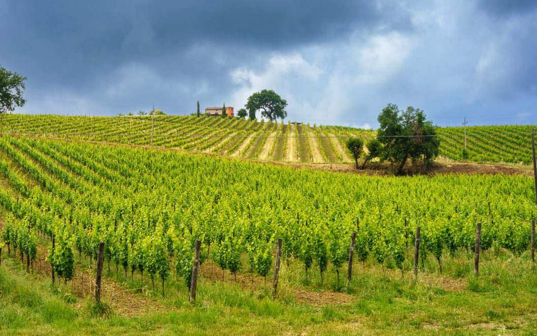 vignoble LA ROMANEE