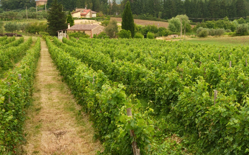 vignoble LATRICIERES-CHAMBERTIN