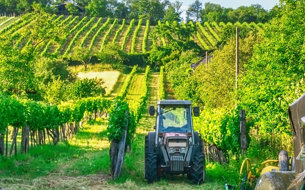 vignoble Ladoix