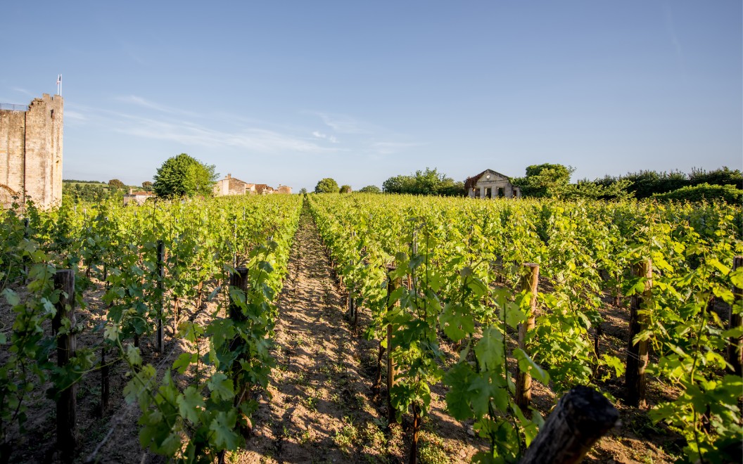 vignoble MARSANNAY