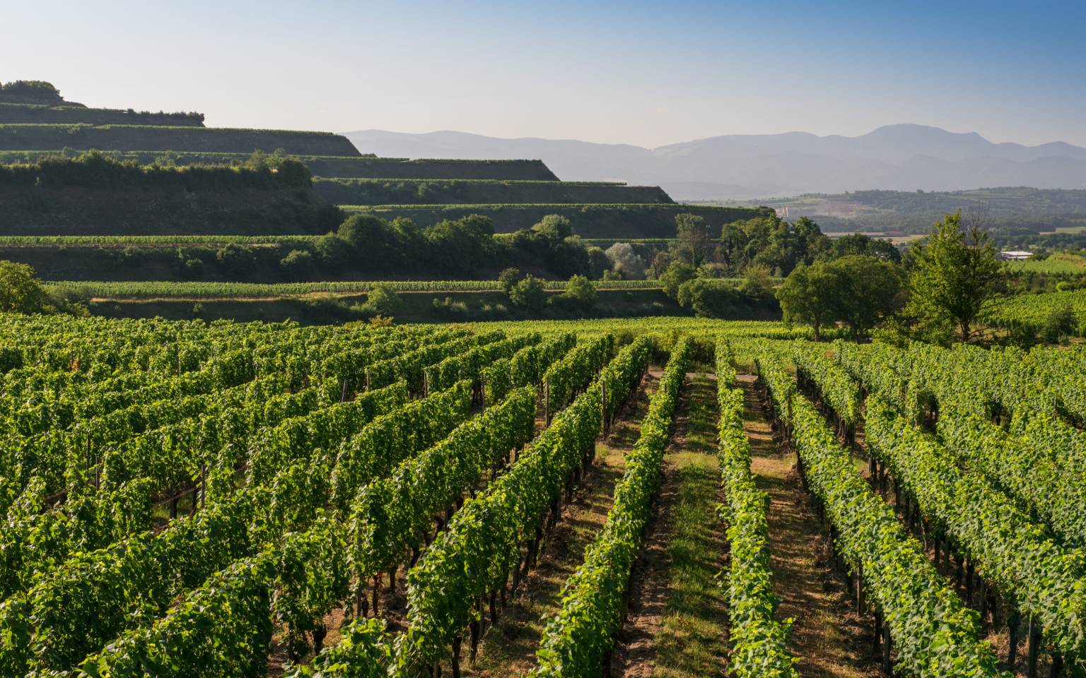 vignobles Bourgogne Montrecul