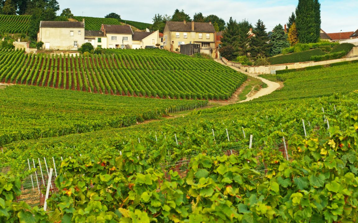 vignobles CREMANT DE BOURGOGNE