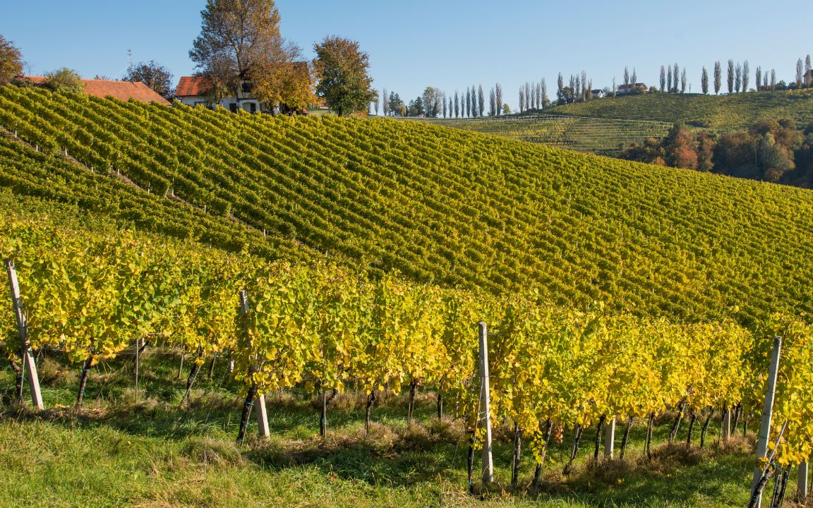 vignobles CRIOTS BATARD-MONTRACHET