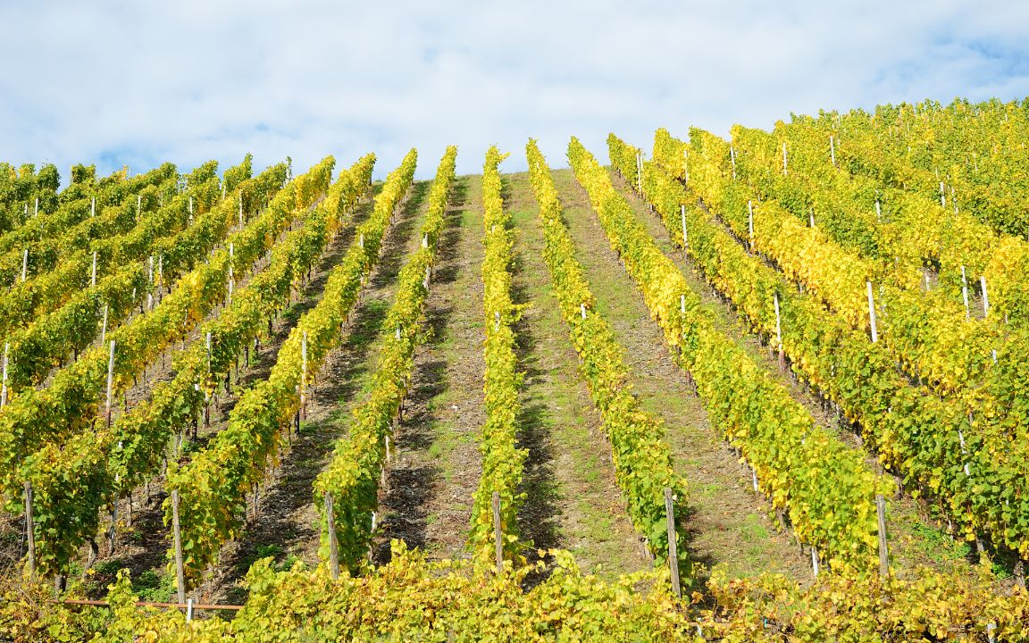 vignobles Clos Saint-Denis