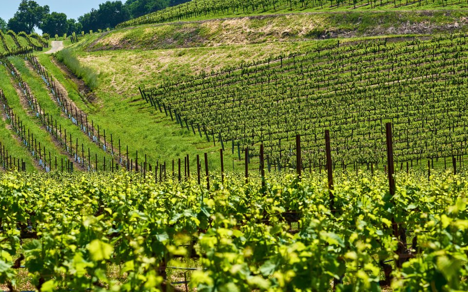 vignobles Clos de Vougeot