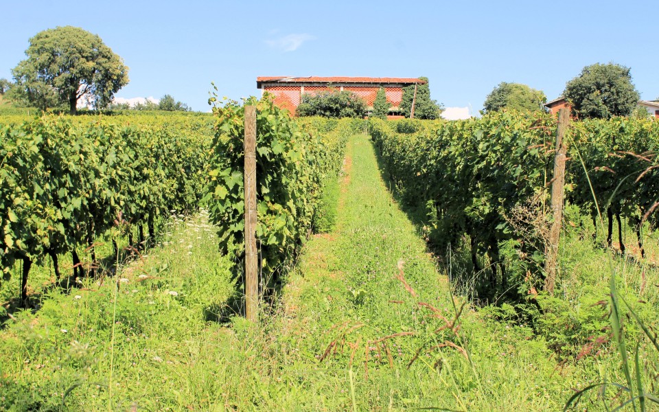 vignobles Corton-Charlemagne