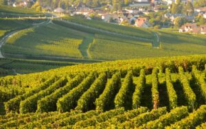 vignobles Côte de Beaune