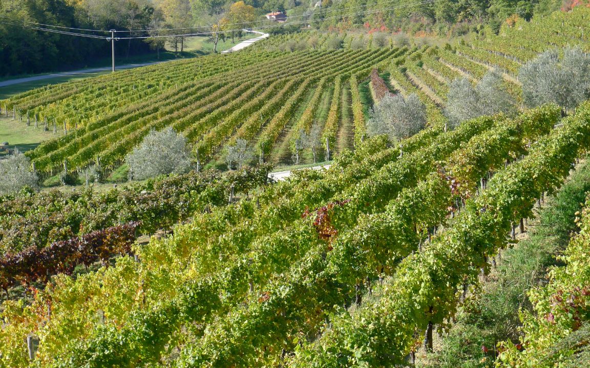 vignobles GRIOTTE-CHAMBERTIN