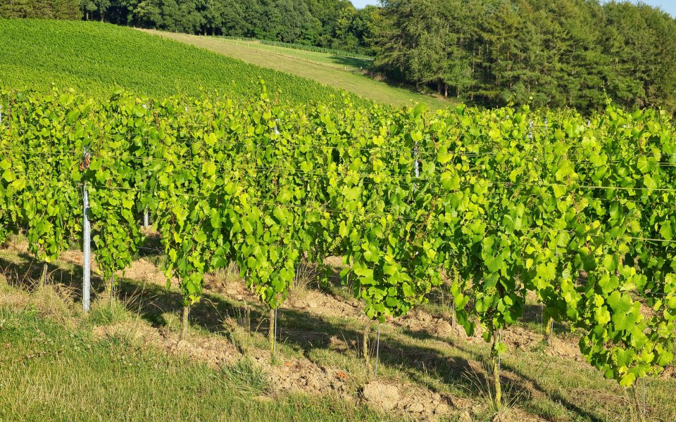 vignobles de Bourgogne Vezelay