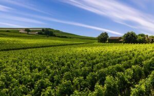 vignobles de Chablis Grand Cru