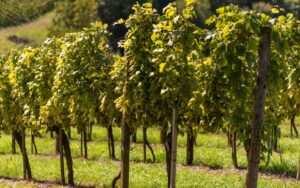 vignobles de Chablis Premier Cru