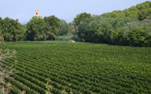 Vignobles Chambolle Musigny