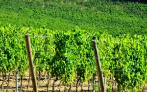 Vignobles Clos de Tart
